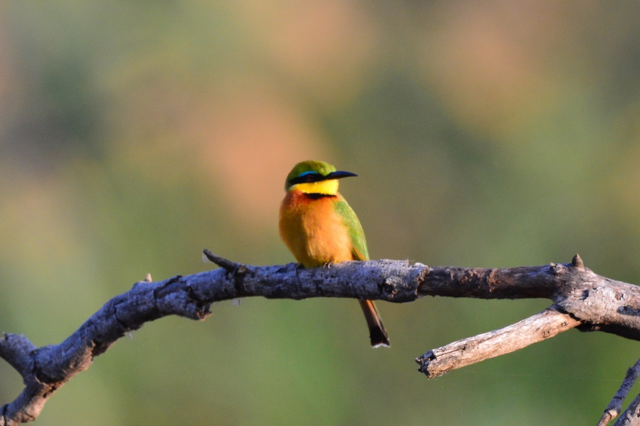 Merops pusillus meridionalis Merops pusillus meridionalis